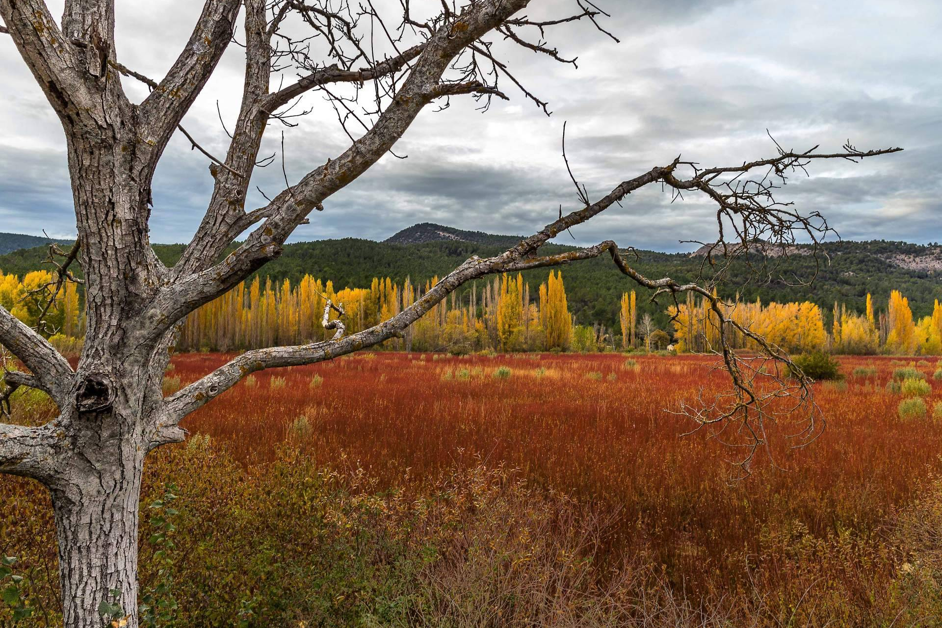 El 'Otoño Rojo' de la Serranía; Cañamares se consolida como destino fotográfico de temporada