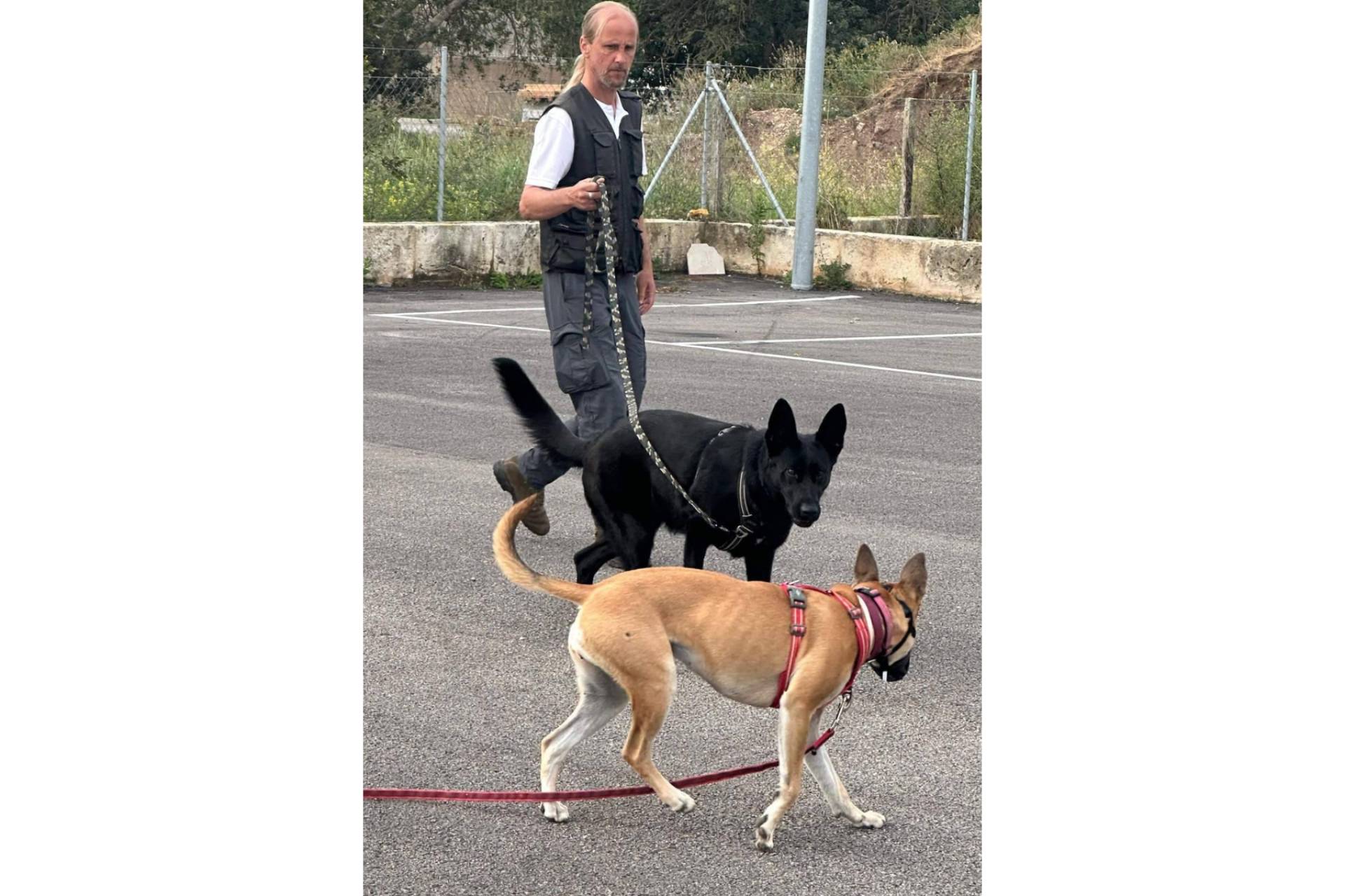 El impacto de internet y las redes sociales en la resolución de problemas de comportamiento en perros